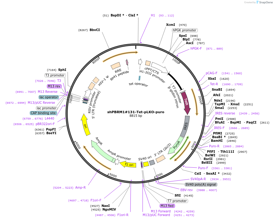 107400-plasmid-map-sequence-id-210690