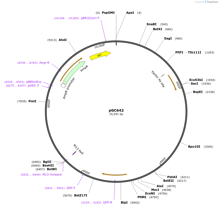 107015-plasmid-map-sequence-id-210698