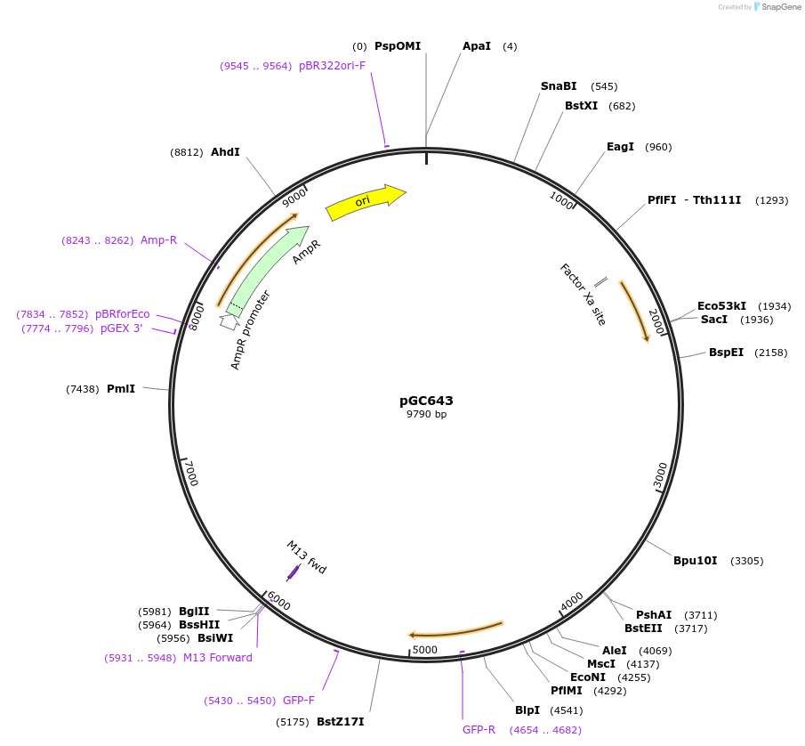 107016-plasmid-map-sequence-id-210701