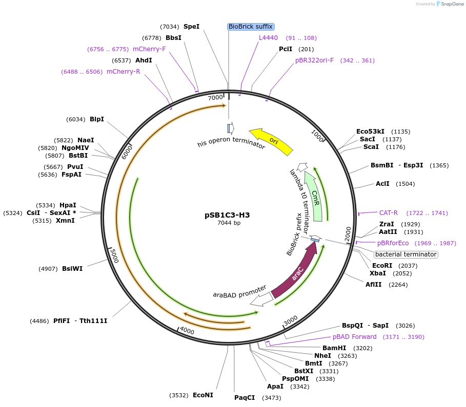 109381-plasmid-map-sequence-id-210707