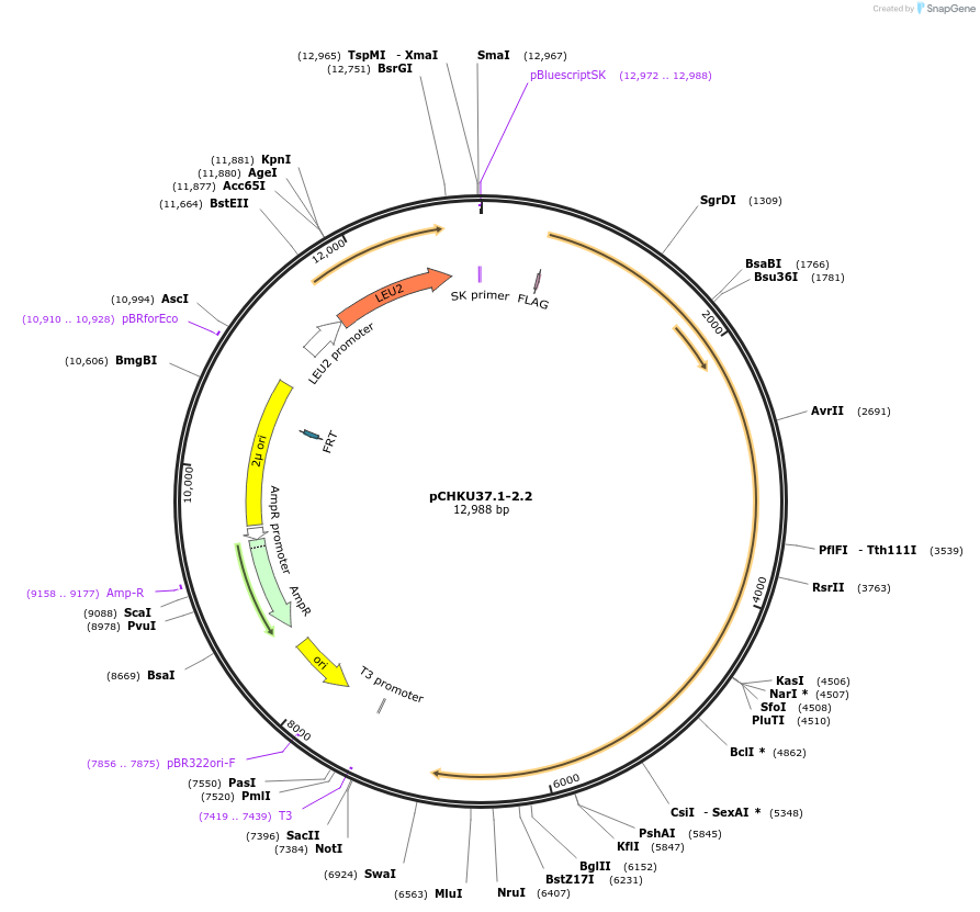 110669-plasmid-map-sequence-id-210708