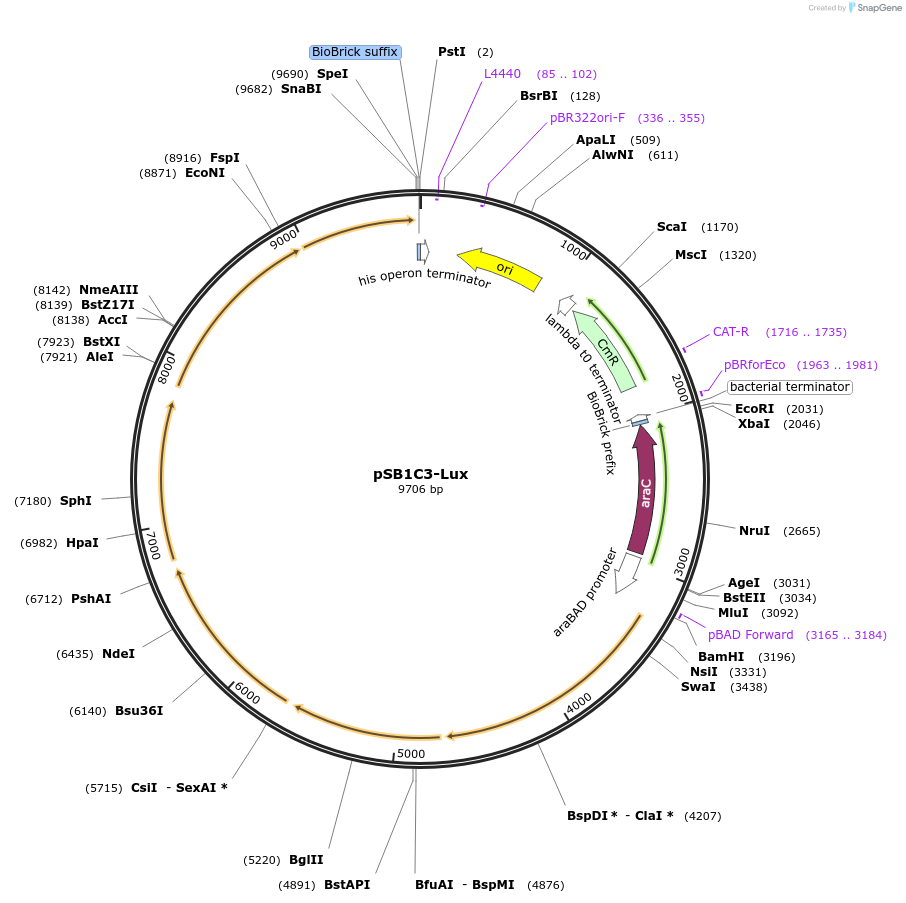 109383-plasmid-map-sequence-id-210711