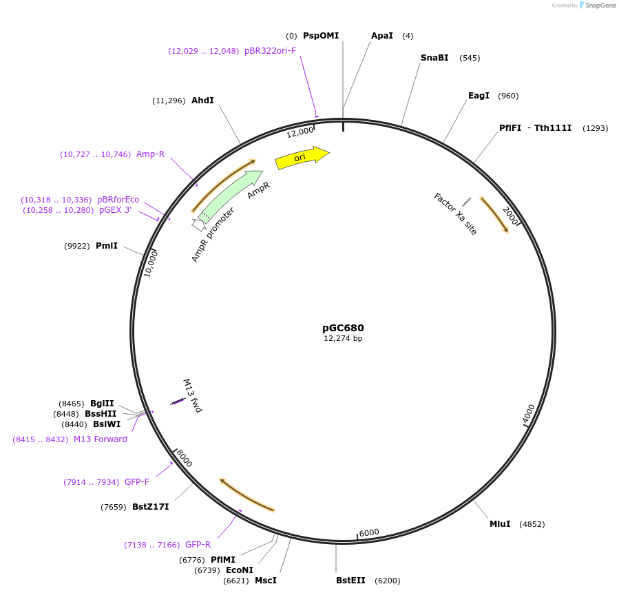 107018-plasmid-map-sequence-id-210712