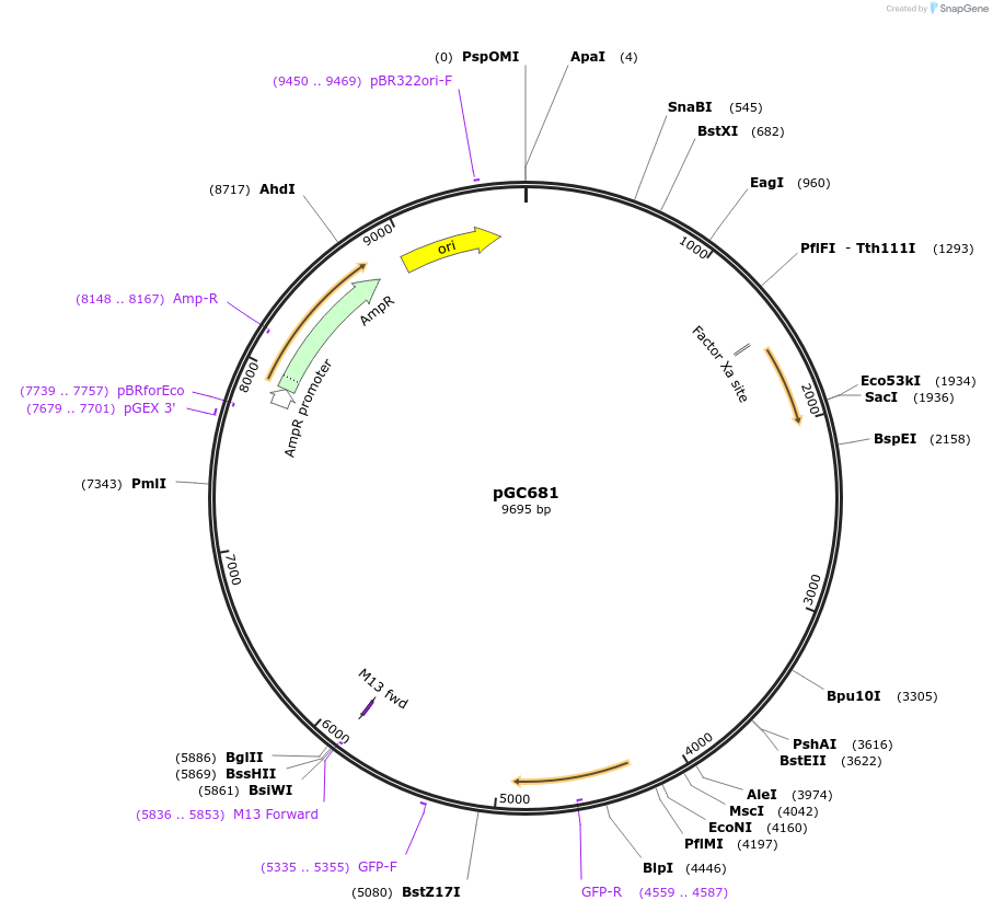 107019-plasmid-map-sequence-id-210713