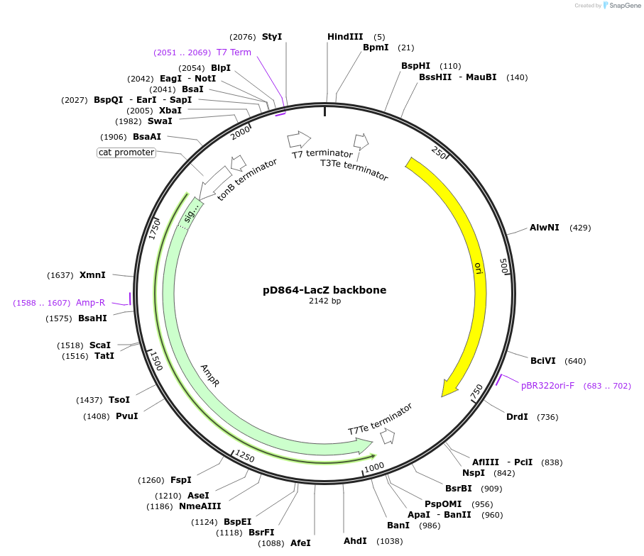109384-plasmid-map-sequence-id-210716