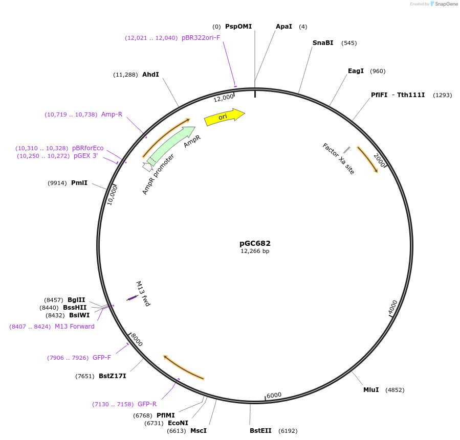 107020-plasmid-map-sequence-id-210719
