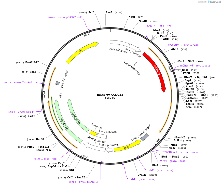 110506-plasmid-map-sequence-id-210721