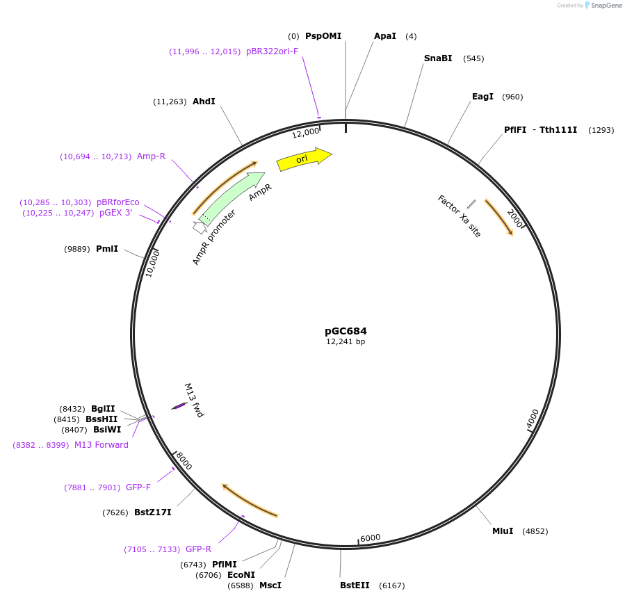107022-plasmid-map-sequence-id-210722