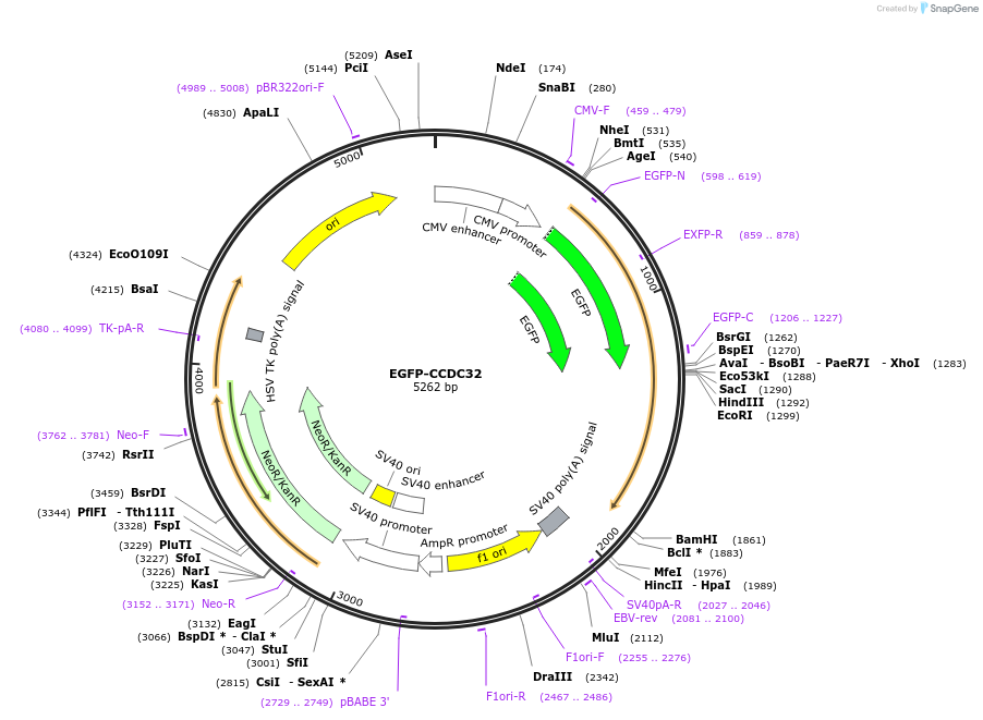 110505-plasmid-map-sequence-id-210723