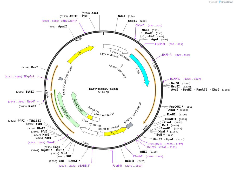 110504-plasmid-map-sequence-id-210725