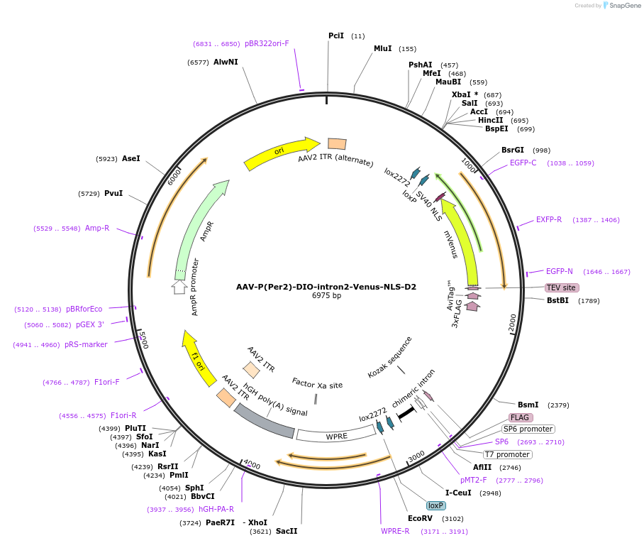 110057-plasmid-map-sequence-id-210727