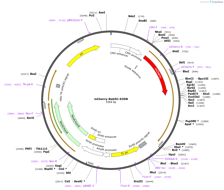 110503-plasmid-map-sequence-id-210729