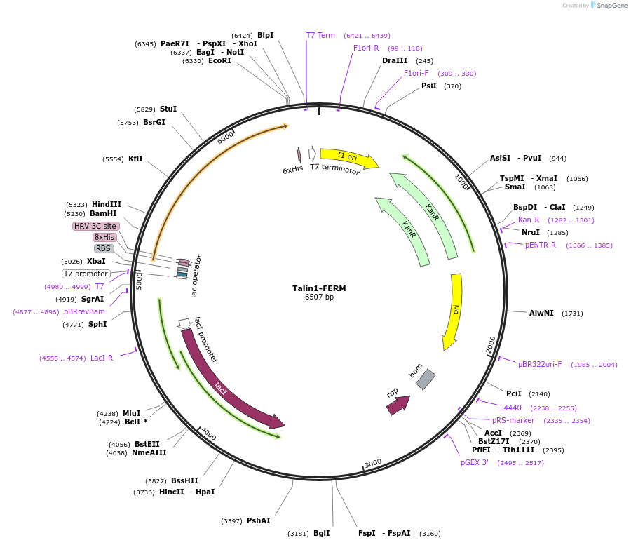 110563-plasmid-map-sequence-id-210730