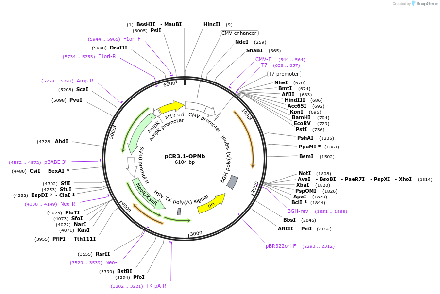 107981-plasmid-map-sequence-id-210733