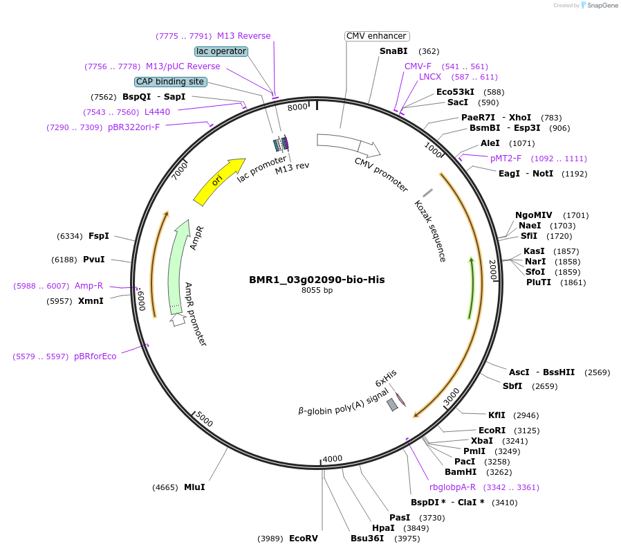 107674-plasmid-map-sequence-id-210740