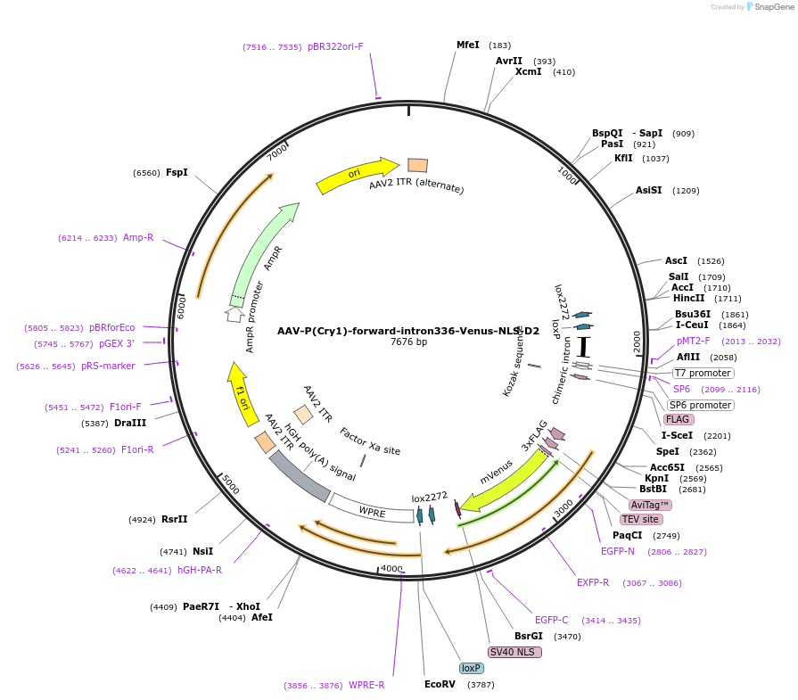 110054-plasmid-map-sequence-id-210742