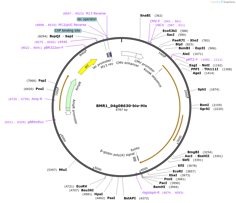 107673-plasmid-map-sequence-id-210743