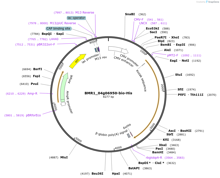 108002-plasmid-map-sequence-id-210745