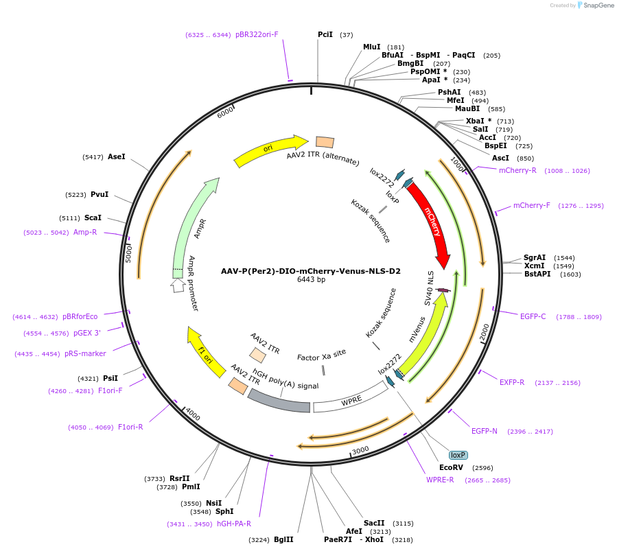 110058-plasmid-map-sequence-id-210746