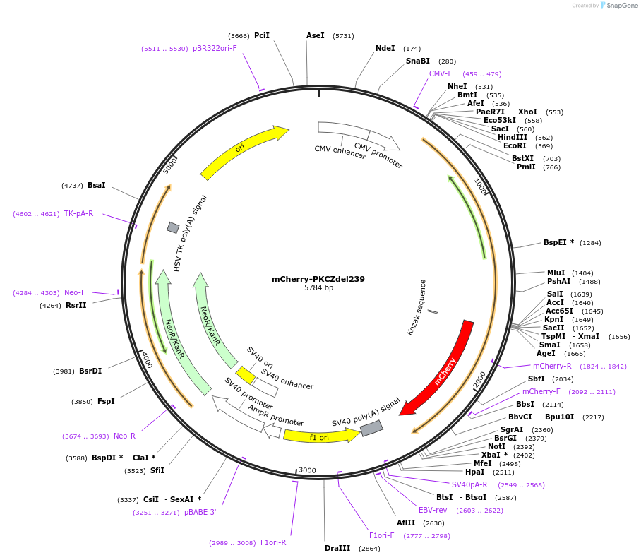 110514-plasmid-map-sequence-id-210747