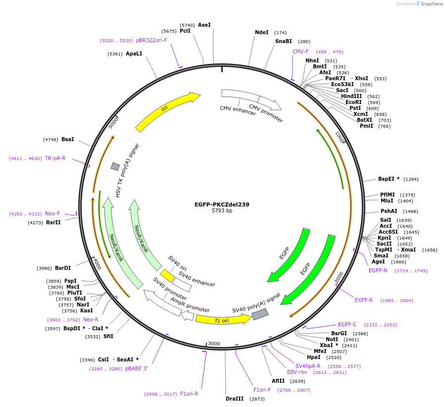 110513-plasmid-map-sequence-id-210749