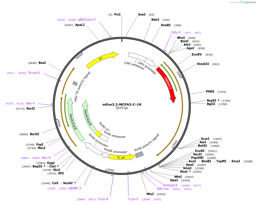 57469-plasmid-map-sequence-id-210751