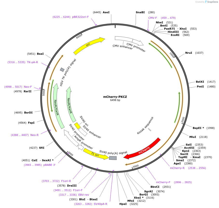 110511-plasmid-map-sequence-id-210752