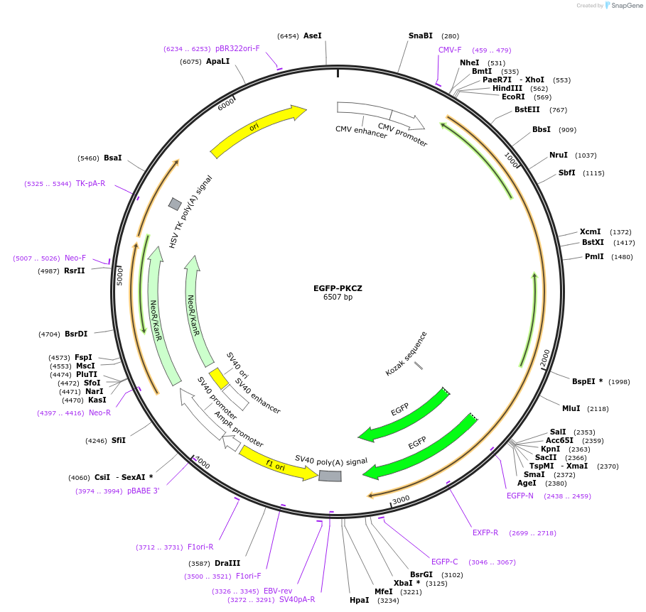 110512-plasmid-map-sequence-id-210755