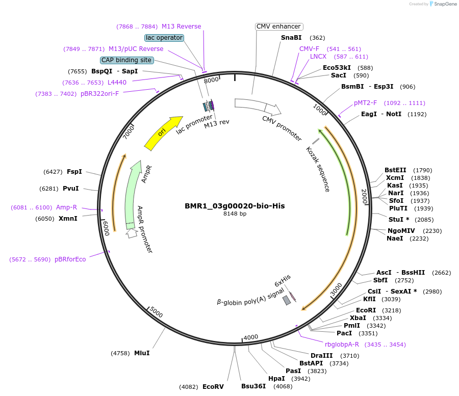 108033-plasmid-map-sequence-id-210758