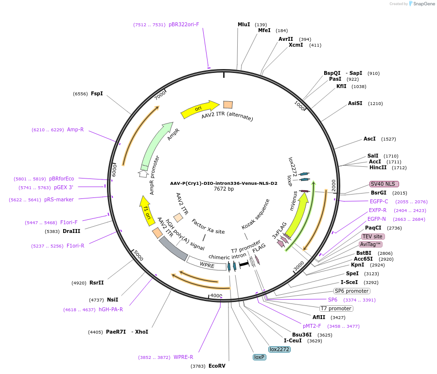 110055-plasmid-map-sequence-id-210760