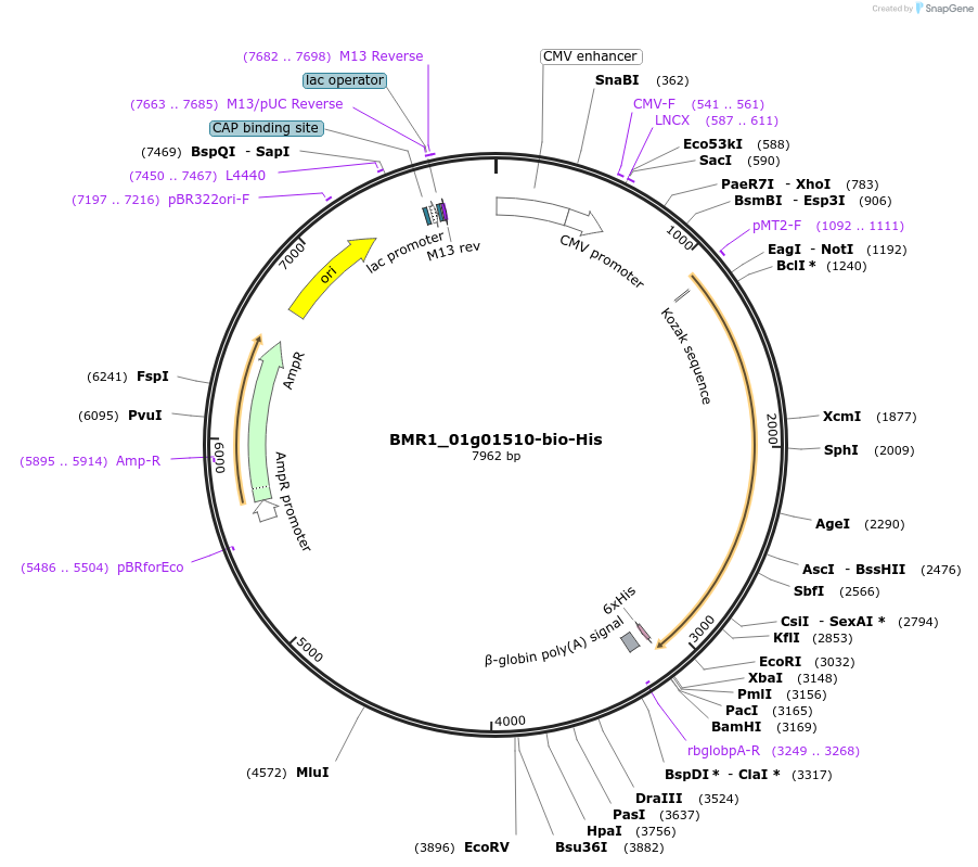 108019-plasmid-map-sequence-id-210761