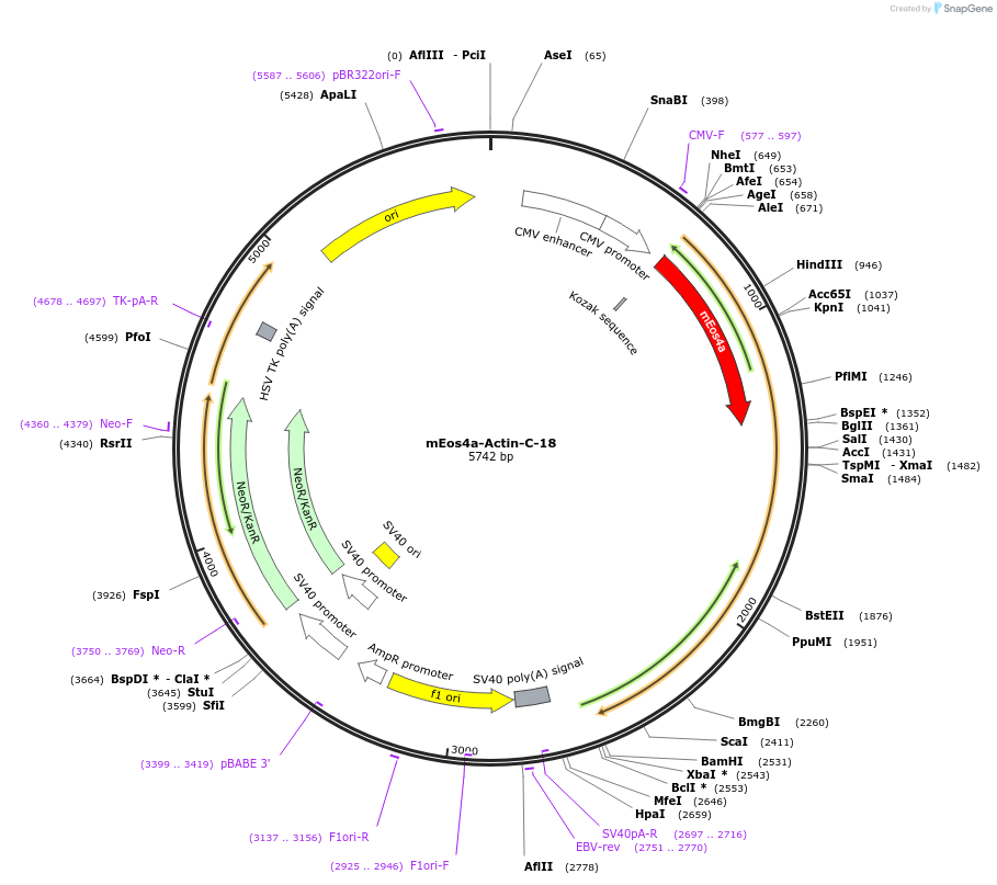 57488-plasmid-map-sequence-id-210762