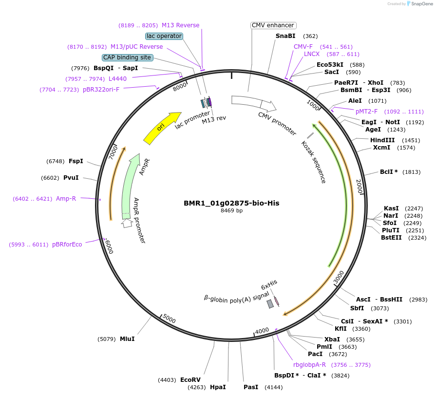 108030-plasmid-map-sequence-id-210763