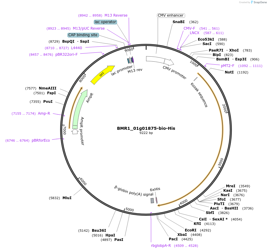 108010-plasmid-map-sequence-id-210764