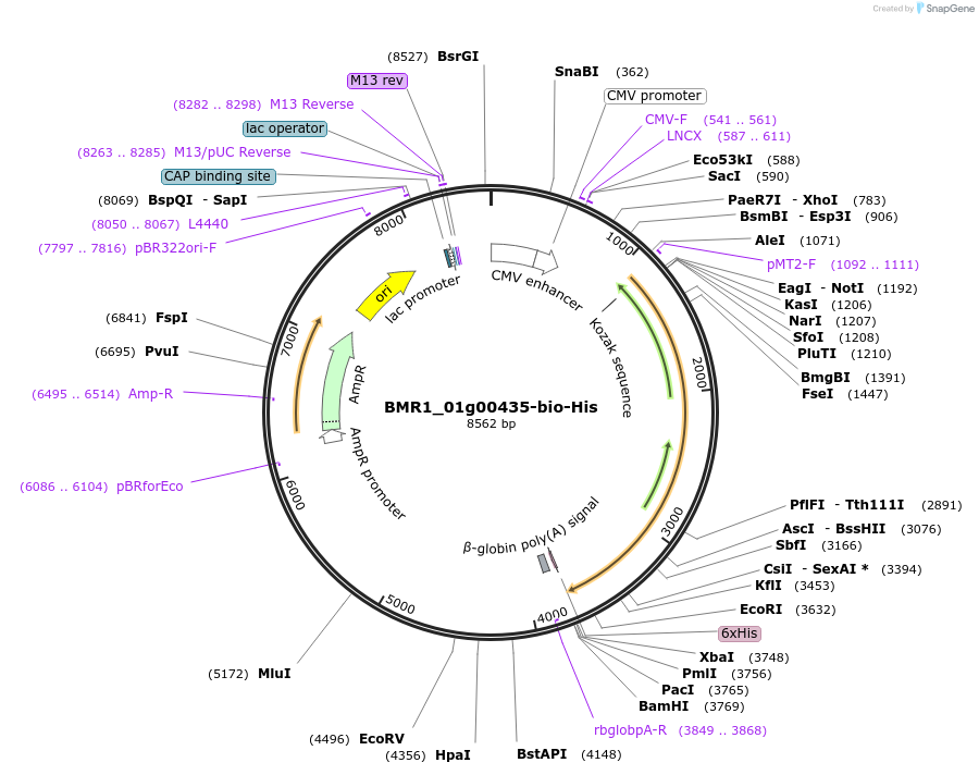 108009-plasmid-map-sequence-id-210765
