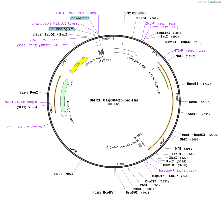 108011-plasmid-map-sequence-id-210767