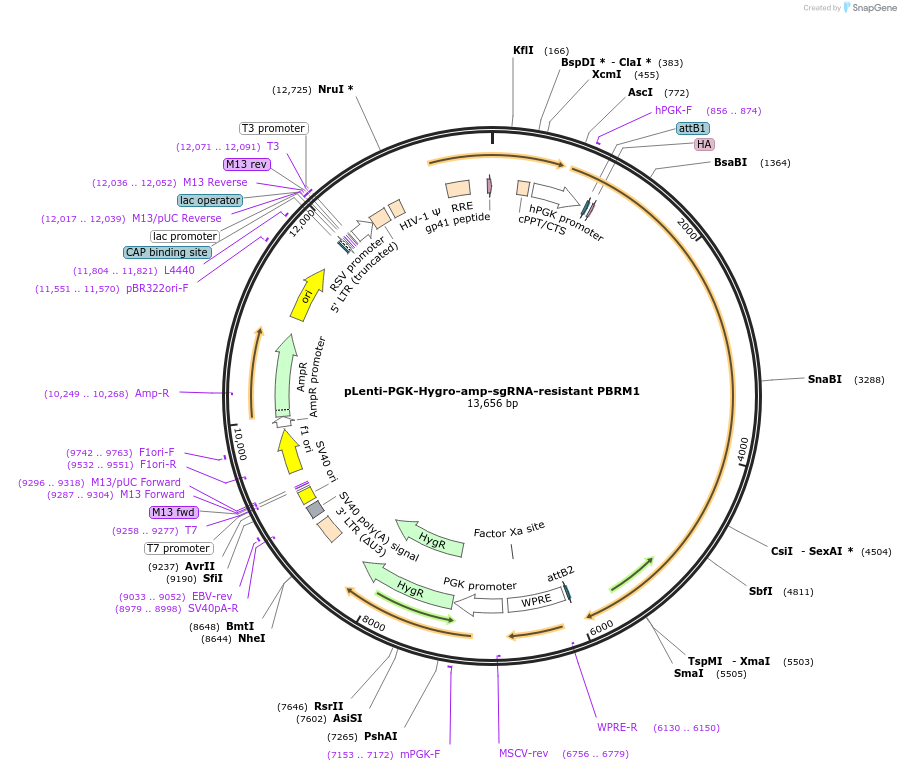 107407-plasmid-map-sequence-id-210768