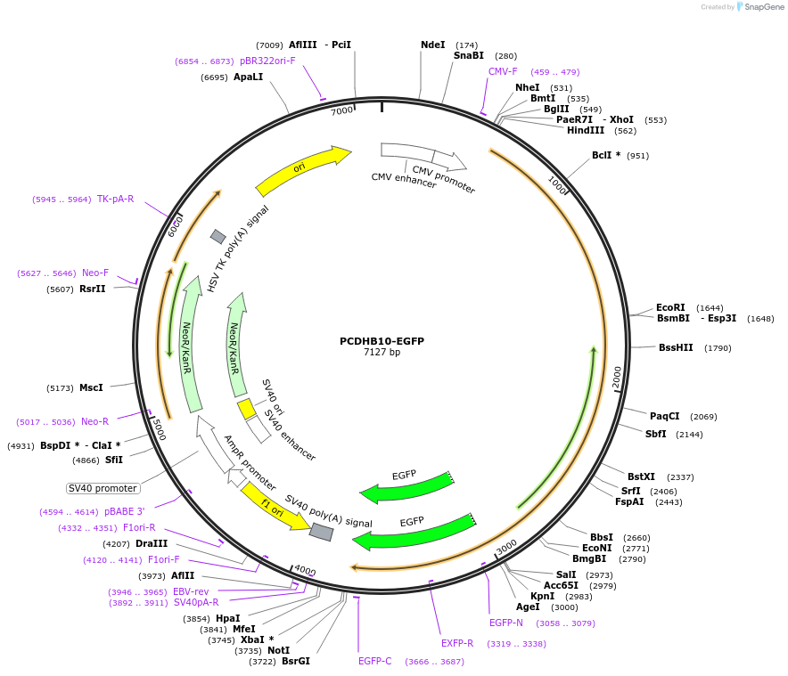 110515-plasmid-map-sequence-id-210769
