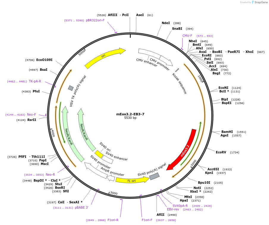 57454-plasmid-map-sequence-id-210772