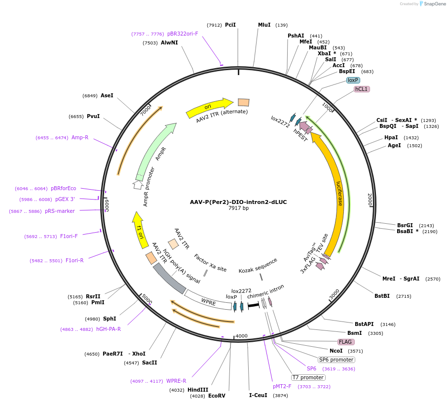 110059-plasmid-map-sequence-id-210773