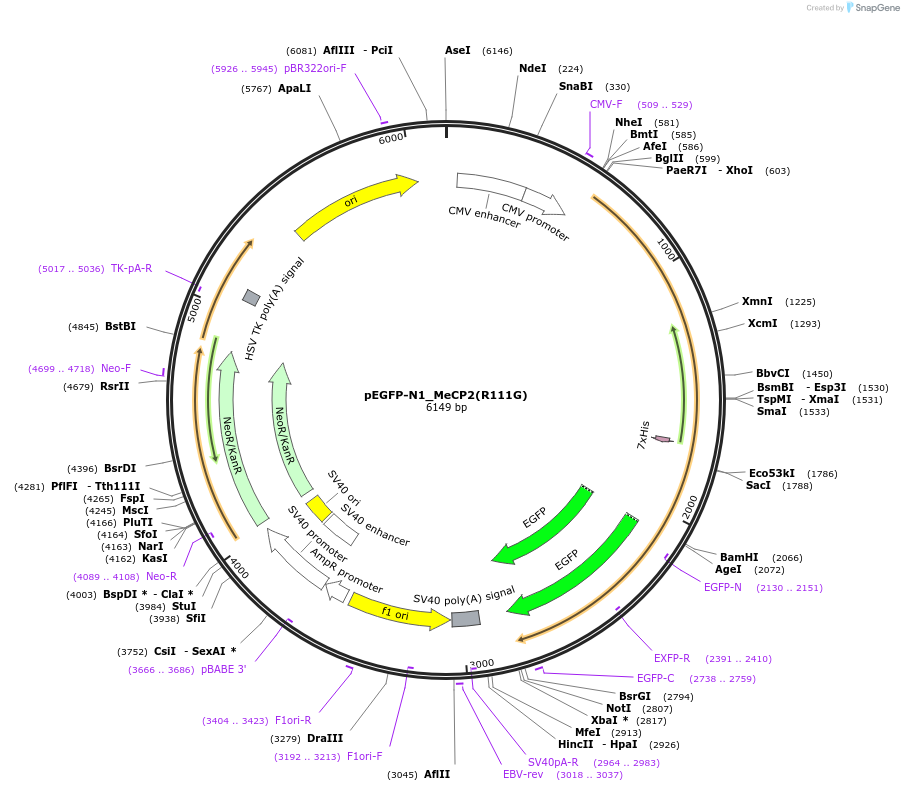 110187-plasmid-map-sequence-id-210788