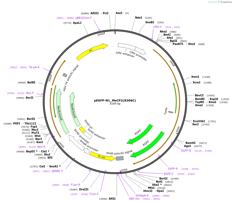 110188-plasmid-map-sequence-id-210790
