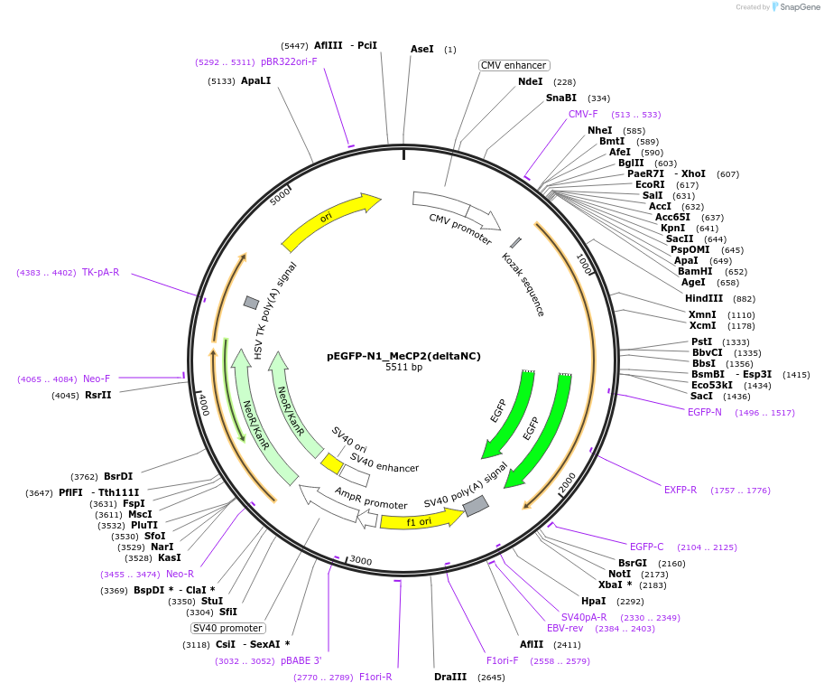 110190-plasmid-map-sequence-id-210797