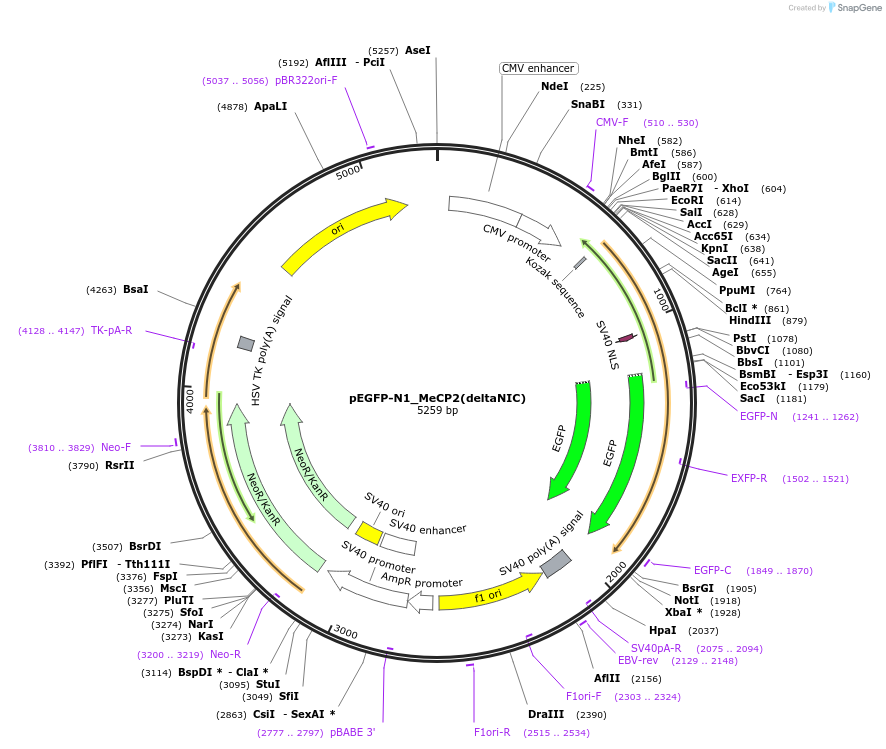 110191-plasmid-map-sequence-id-210799
