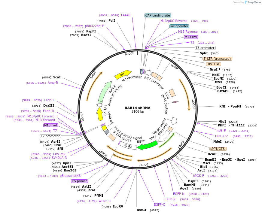 61496-plasmid-map-sequence-id-210846