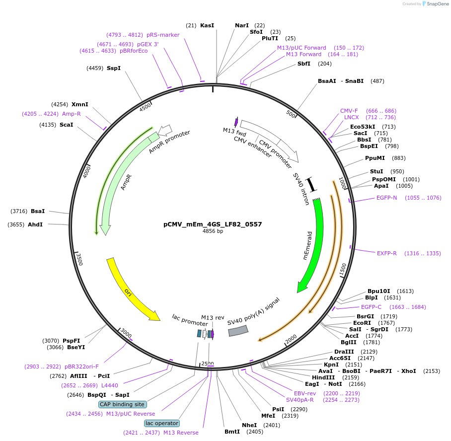 100450-plasmid-map-sequence-id-210847
