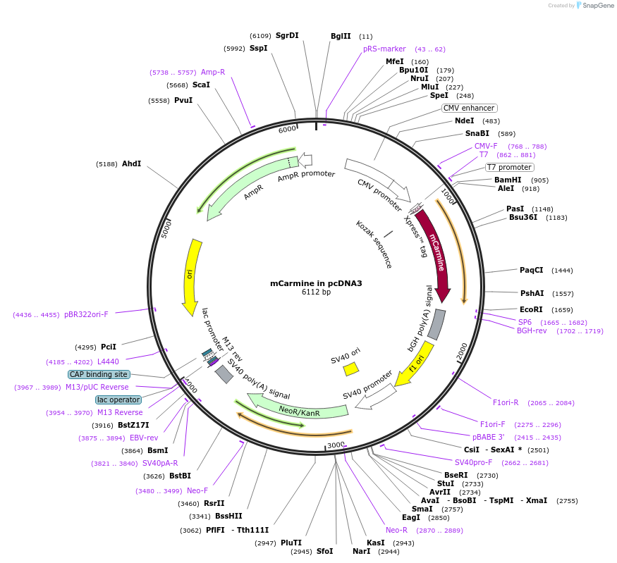 109486-plasmid-map-sequence-id-210849