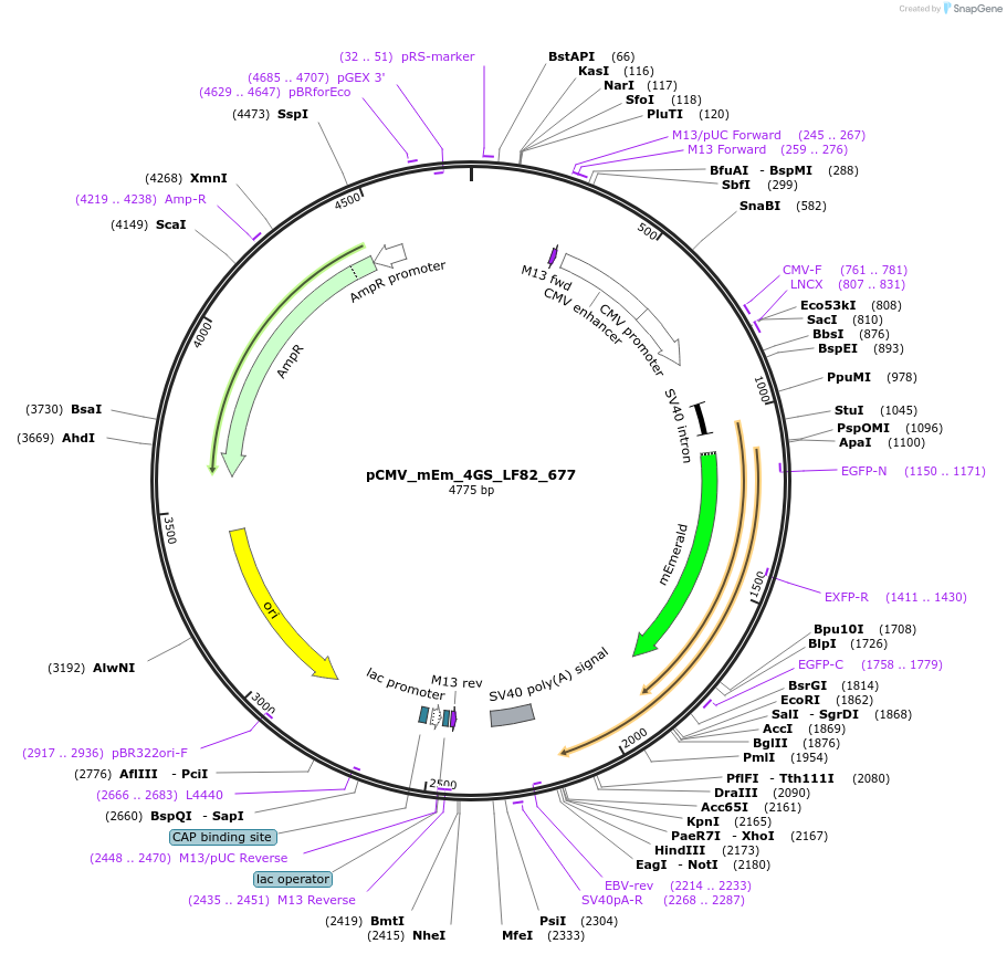 100451-plasmid-map-sequence-id-210850