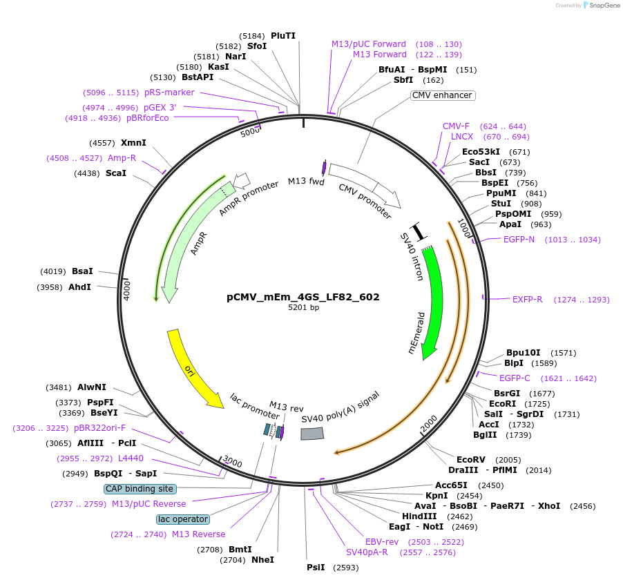 100452-plasmid-map-sequence-id-210851
