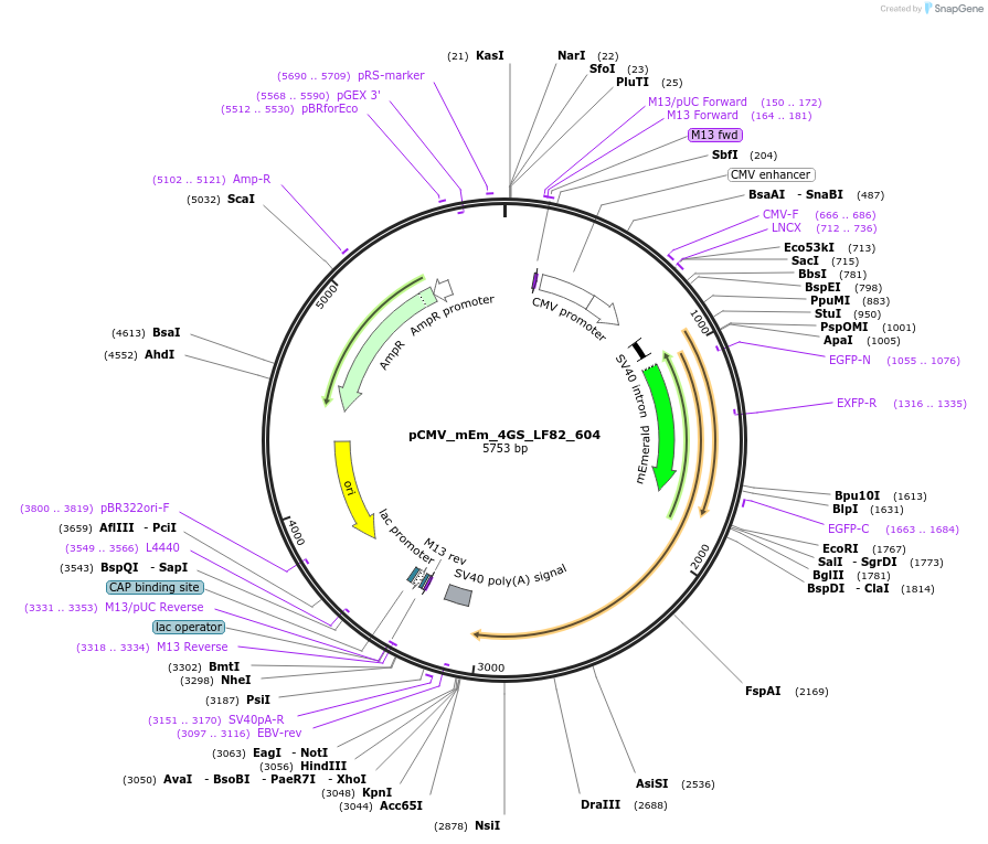 100453-plasmid-map-sequence-id-210852